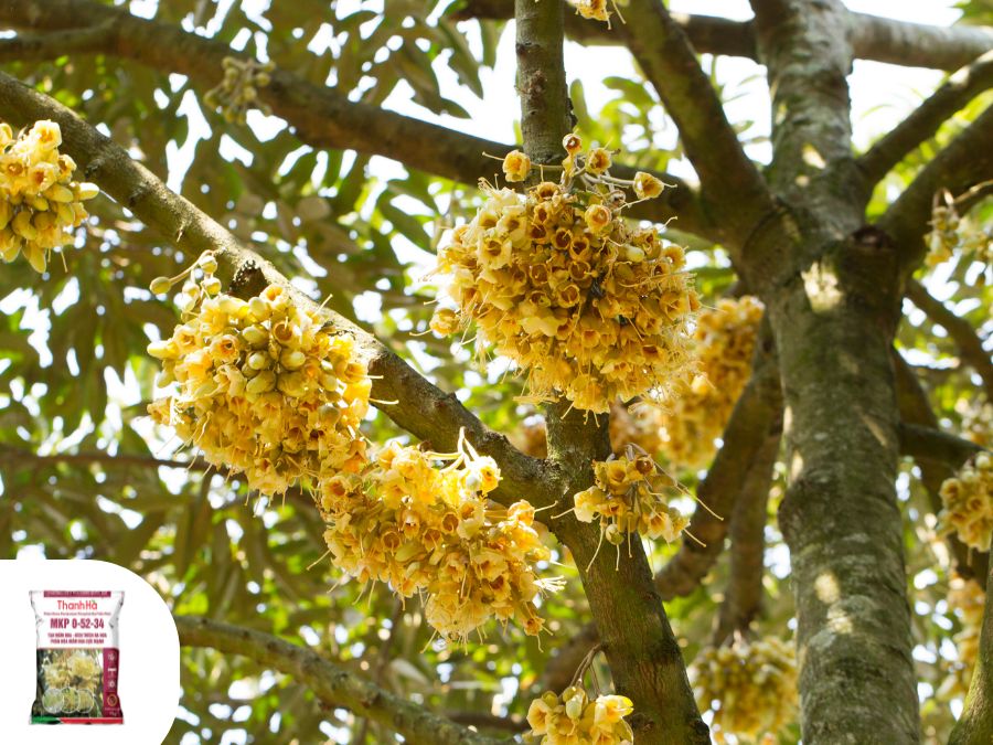 Các bước làm bông sầu riêng kết quả cho năng suất cao Các cách làm bông sầu riêng kết quả cho năng suất cao