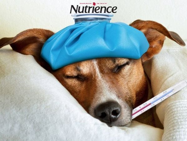 Nutrience việt nam Nutrience việt nam