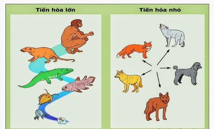 Sinh bài học thuyết tiến hóa tổng hợp hiện Đại Sinh bài lý thuyết tiến hóa tổng hợp hiện Đại