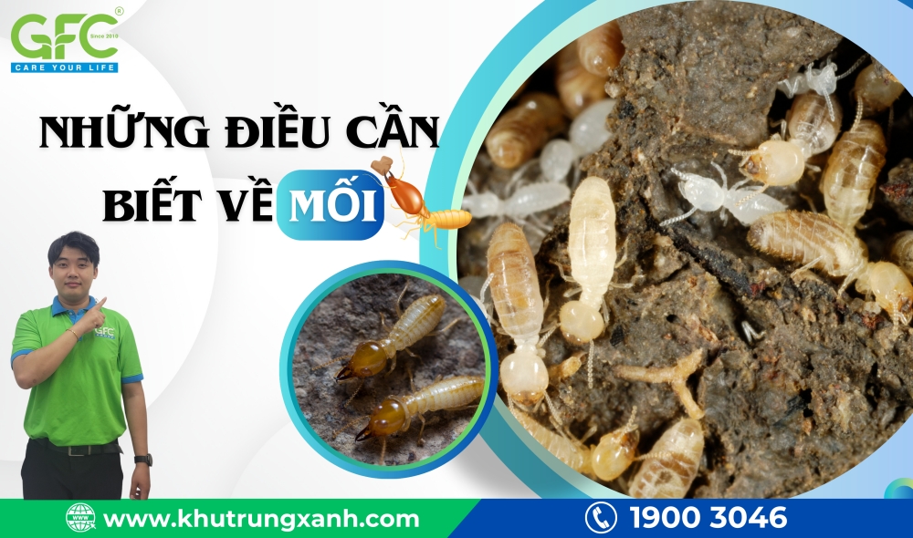 Mối Mối