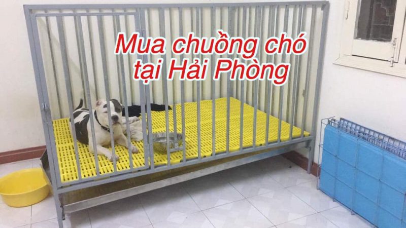 Địa chỉ mua chuồng chó tại hải phòng uy tín giá tốt Địa chỉ mua chuồng chó tại hải phòng uy tín giá tốt